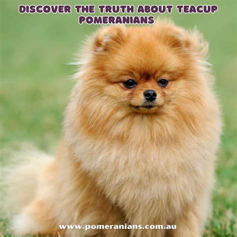 Discovering the Truth About Teacup Pomeranians: Why They May Not Be ...