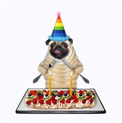 4,300+ Pug Wearing Hat Stock Photos, Pictures & Royalty-Free Images ...