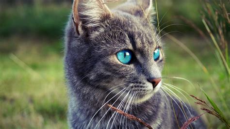 10 Best Products for Your Gorgeous Gray Cat with Blue Eyes: A Review ...