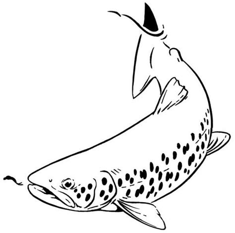 Brook Trout Drawing at GetDrawings | Free download