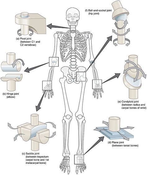 Synovial Joint Diagram