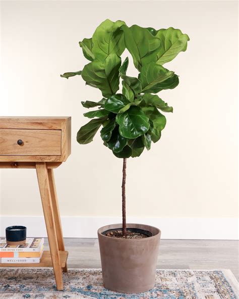 Buy Fiddle Leaf Fig, Ficus Lyrata Plant For Indoors/Outdoors