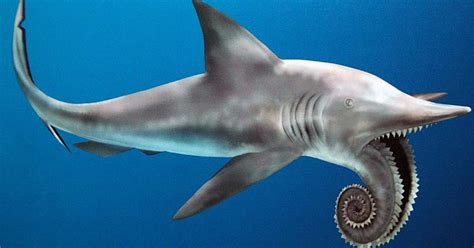 Ancient Sea-Creature Helicoprion Had Terrifying Chainsaw-Like Teeth ...