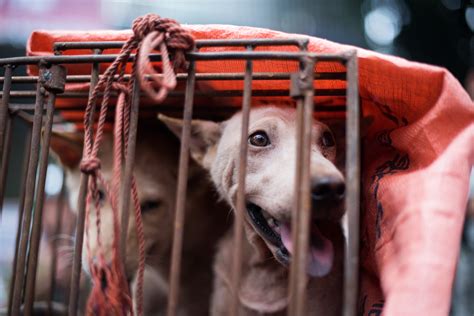 China: Activists Save 1,000 Animals Ahead of Dog Meat Fest | TIME