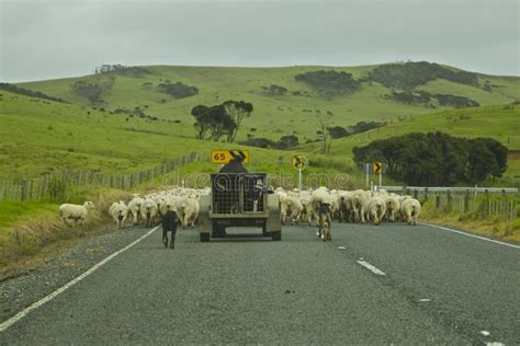 New Zealand Sheep Farming stock image. Image of grass - 28082007