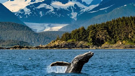 Alaska Whale Watching: Where to Go & Planning Tips | Travel Alaska