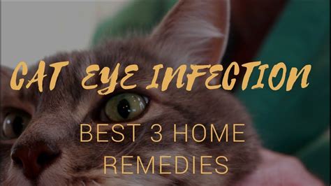 Kitten Eye Infection Home Remedy