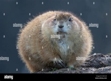 Front close up of black-tailed prairie dog (Cynomys) isolated outdoors ...