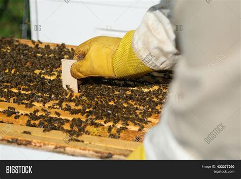 Varroa Mite Control. Image & Photo (Free Trial) | Bigstock