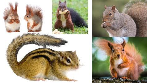 20 Most Common Squirrels Species