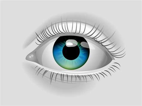 Realistic Vector Eye Vector Art & Graphics | freevector.com