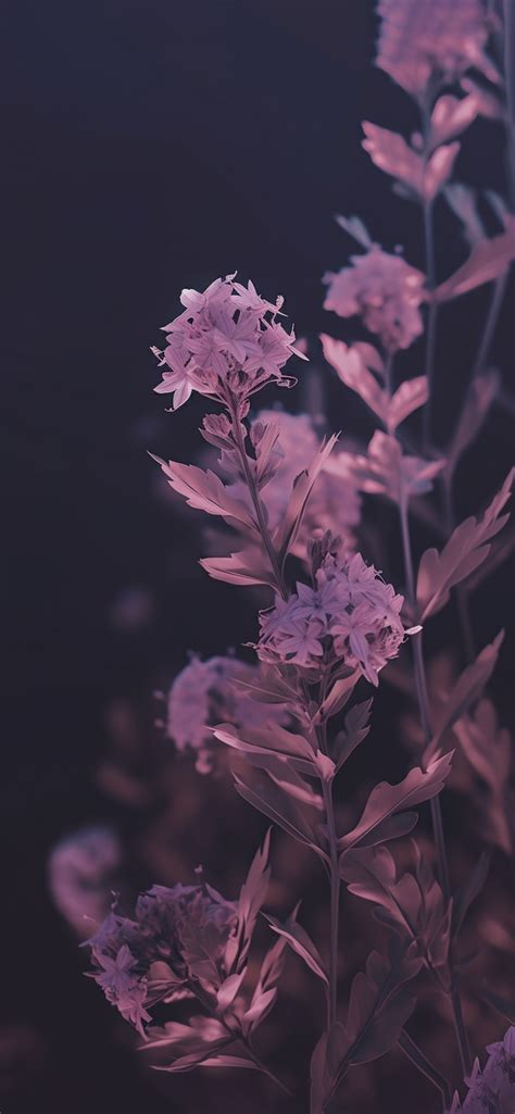 Purple Flowers Dark Wallpapers - Wallpapers Clan