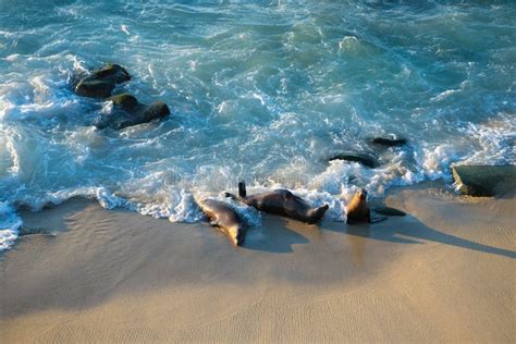 Wild Seals Marine Mammal Animals Resting on Sea Shore Stock Photo ...