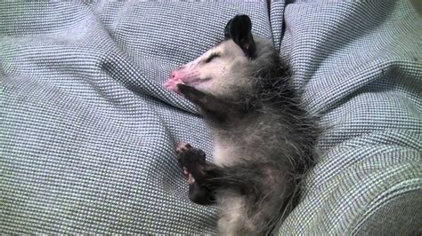 Baby Possum sleeping - YouTube