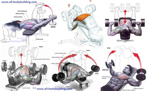 The Best Dumbbell Chest Exercises ~ multiple fitness