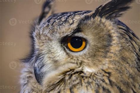 owl eye detail close up macro 11985713 Stock Photo at Vecteezy