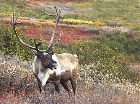 Hunting the Alaskan Caribou Migration | Guidefitter