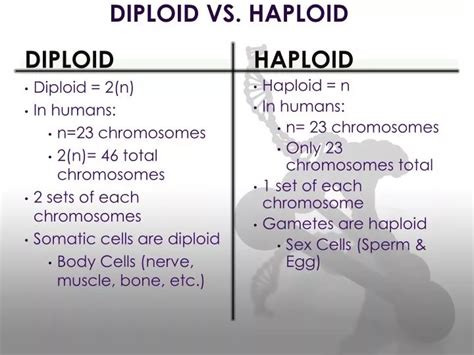 Haploid And Diploid - astonishingceiyrs