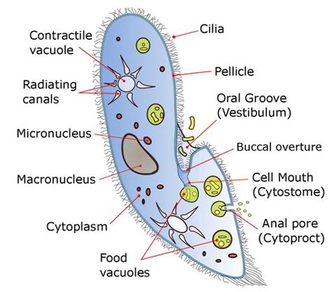 Unicellular Bacteria