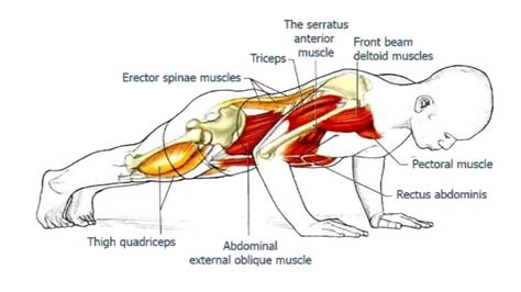 Push-Up Muscles Worked: Complete Guide