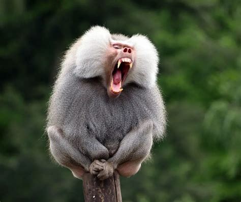 Baboon Facts for Kids