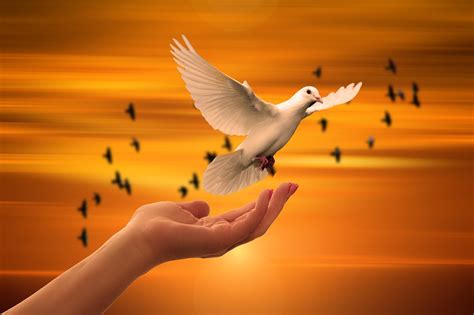 30,000+ Free Dove Of Peace & Dove Images - Pixabay