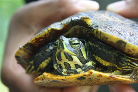 In Awe of Nature: Amazing Aquatic Turtles – The Herp Project