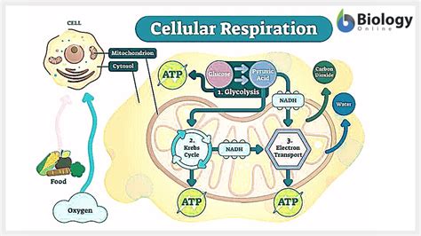 Cellular Respiration Equation