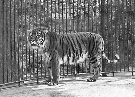 Caspian Tiger Facts, Habitat, Last Sightings, Pictures and Diet