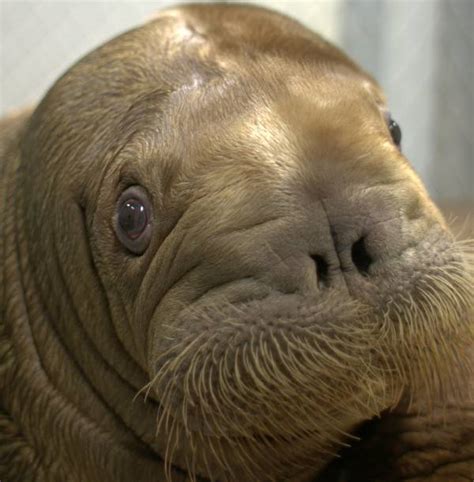 17 Heartwarming Pictures Of Mitik, The Orphaned Baby Walrus