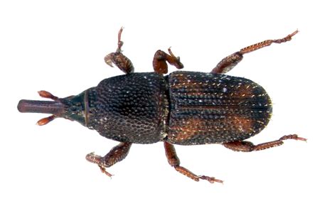 rice weevil – Liberal Dictionary