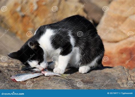 Cat Eating Fish Royalty Free Stock Photography - Image: 3573977