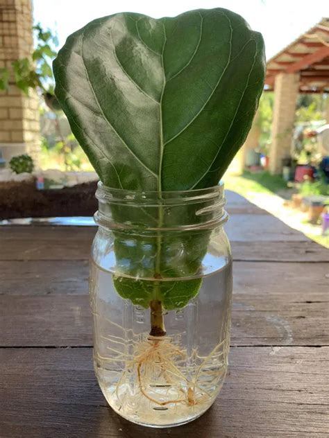 How To Repot A Fiddle Leaf Fig | OnePronic