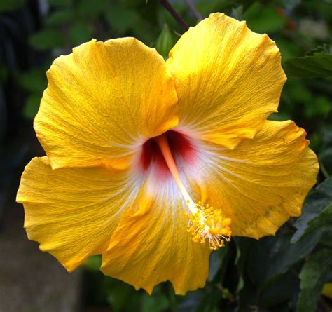 Yellow hibiscus, official flower of Hawaii Hardy Hibiscus, Hibiscus ...