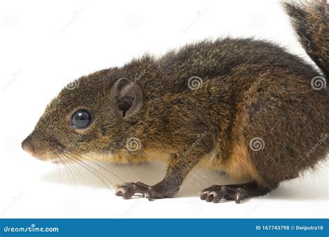 The Three-striped Ground Squirrel Lariscus Insignis is a Species of ...