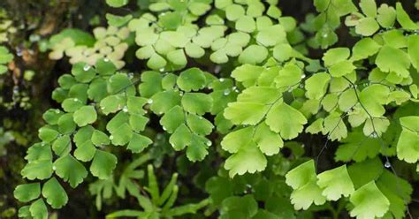 Maidenhair Fern: How To Grow and Care For Adiantum Raddianum