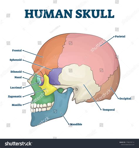 Human Skull Diagram Photos and Images | Shutterstock