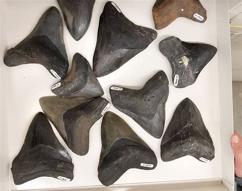 Are shark teeth fossils true fossils? – Research News