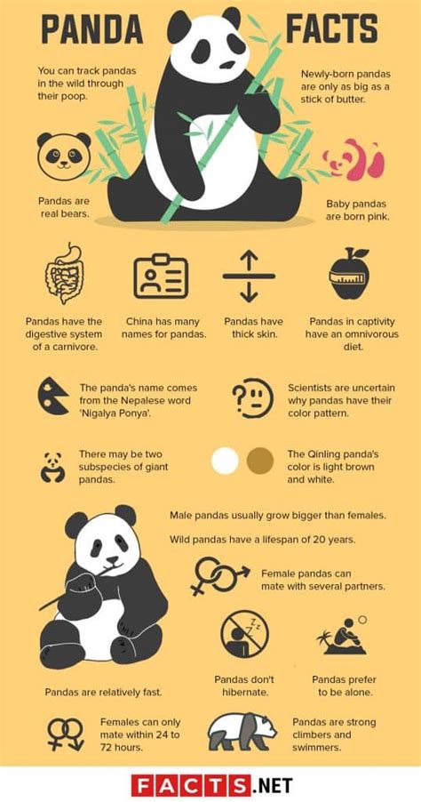 50 Giant Panda Facts That You Never Knew About - Facts.net