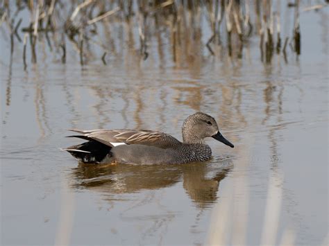 Male Gadwall | BirdForum