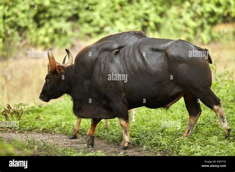 Gaur also called Indian bison, is the largest extant bovine, native to ...