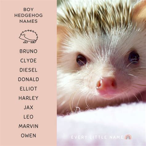 170+ Best Hedgehog Names (Cute, Funny, and Classic) - Every Little Name