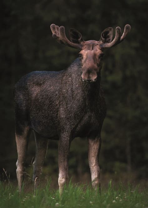 Wild animals in Sweden and where to see them — WildSweden - wildlife ...