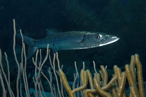 Barracuda Diet: What Do Barracuda Eat? - MarinePatch