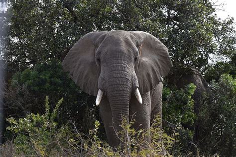 HD wallpaper: gray elephant in forest, south africa, wild animals ...