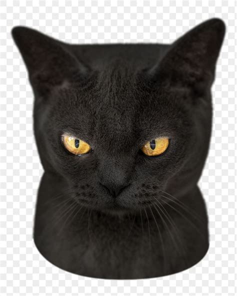 a black cat with yellow eyes looking at the camera, hd png clipart