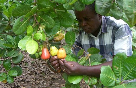 Cashew trade gets $15m boost - MyJoyOnline