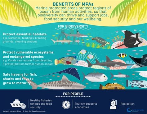 Benefits of Marine Protected Areas - Save Our Seas Foundation