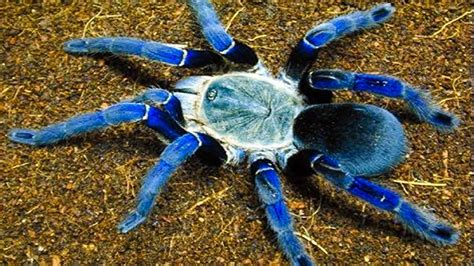 Top 10 Most Venomous Spiders - YouTube