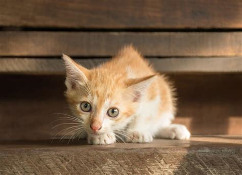 6 Reasons Your Kitten Is Crying | PetMD